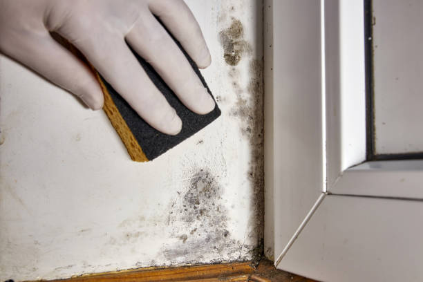 Best Residential Mold Inspection & Testing  in Evergreen, AL